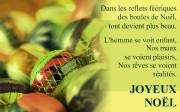 Carte de voeux : Dans le reflet des boules de no&euml;l