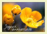 Carte de voeux : Fleurs de soleil