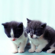 Carte de voeux : Mille bisous