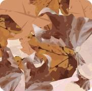 Carte de voeux : Un air de printemps...