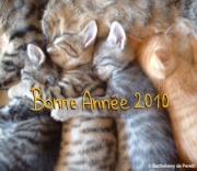 Carte de voeux : une année câline