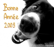 Carte de voeux : 2009 ça méclate !