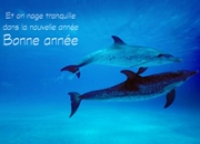 Carte de voeux : On ne craque pas... On nage