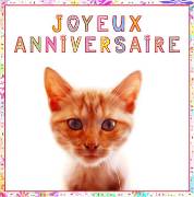 Carte de voeux : Anniversaire chaton