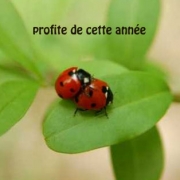 Carte de voeux : Profite de cette année 