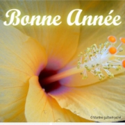 Carte de voeux : Beauté et volupté  