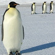 Carte de voeux : Vux glacés 