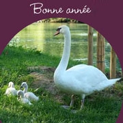 Carte de voeux : Plein d'amour Carte de voeux : Plein d'amour
