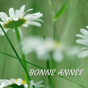 Carte de voeux : Année riche en surprises, en amour...