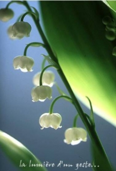 Carte de voeux : La lumi&egrave;re d'un geste