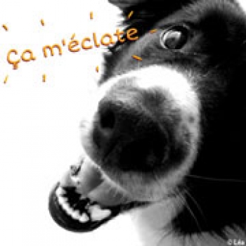 Carte de voeux : Ça m&apos;éclate